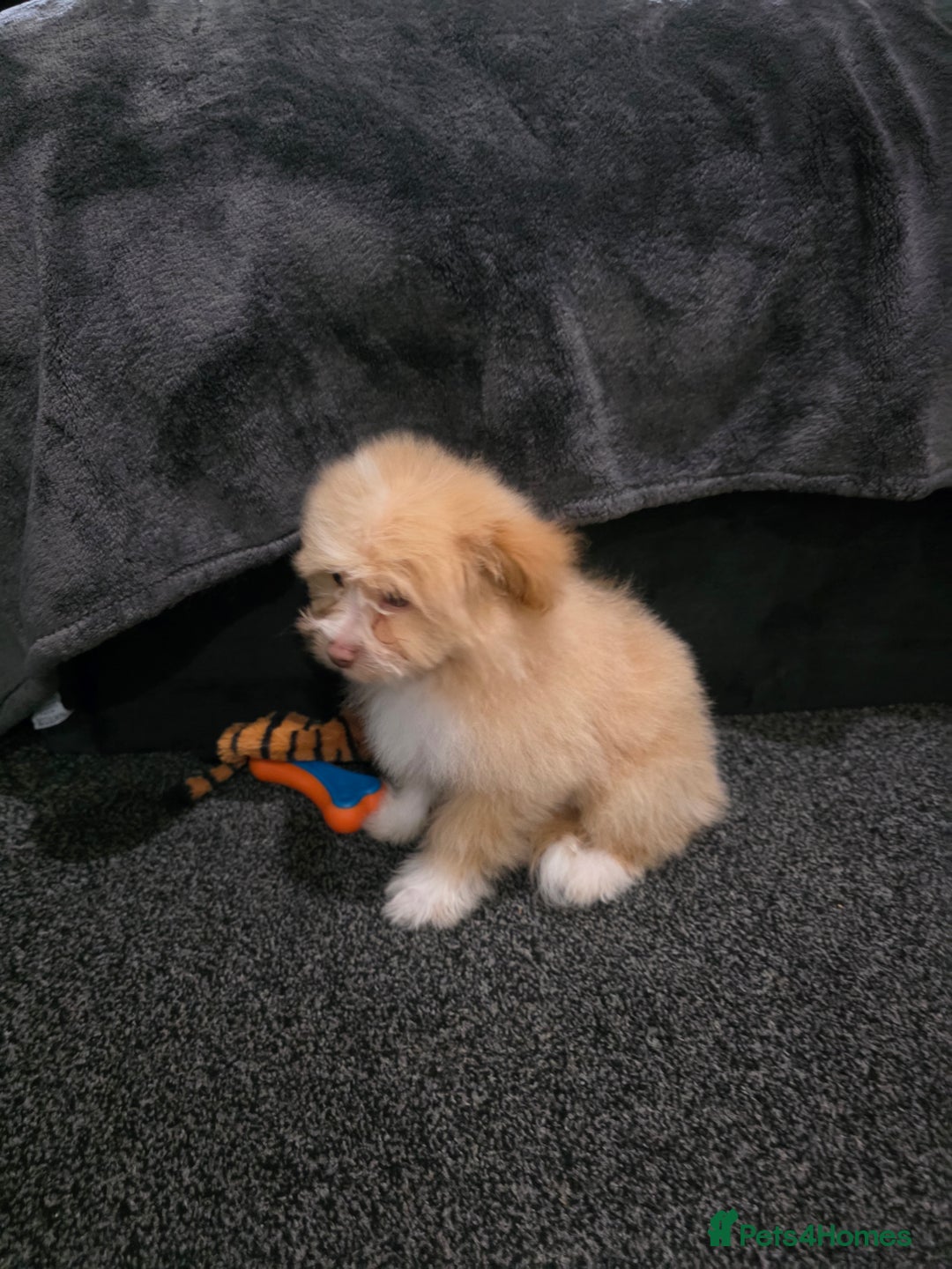Mixed Breed dogs for sale: Maltipoo/German Spitz Cross (last puppy) - Image 3