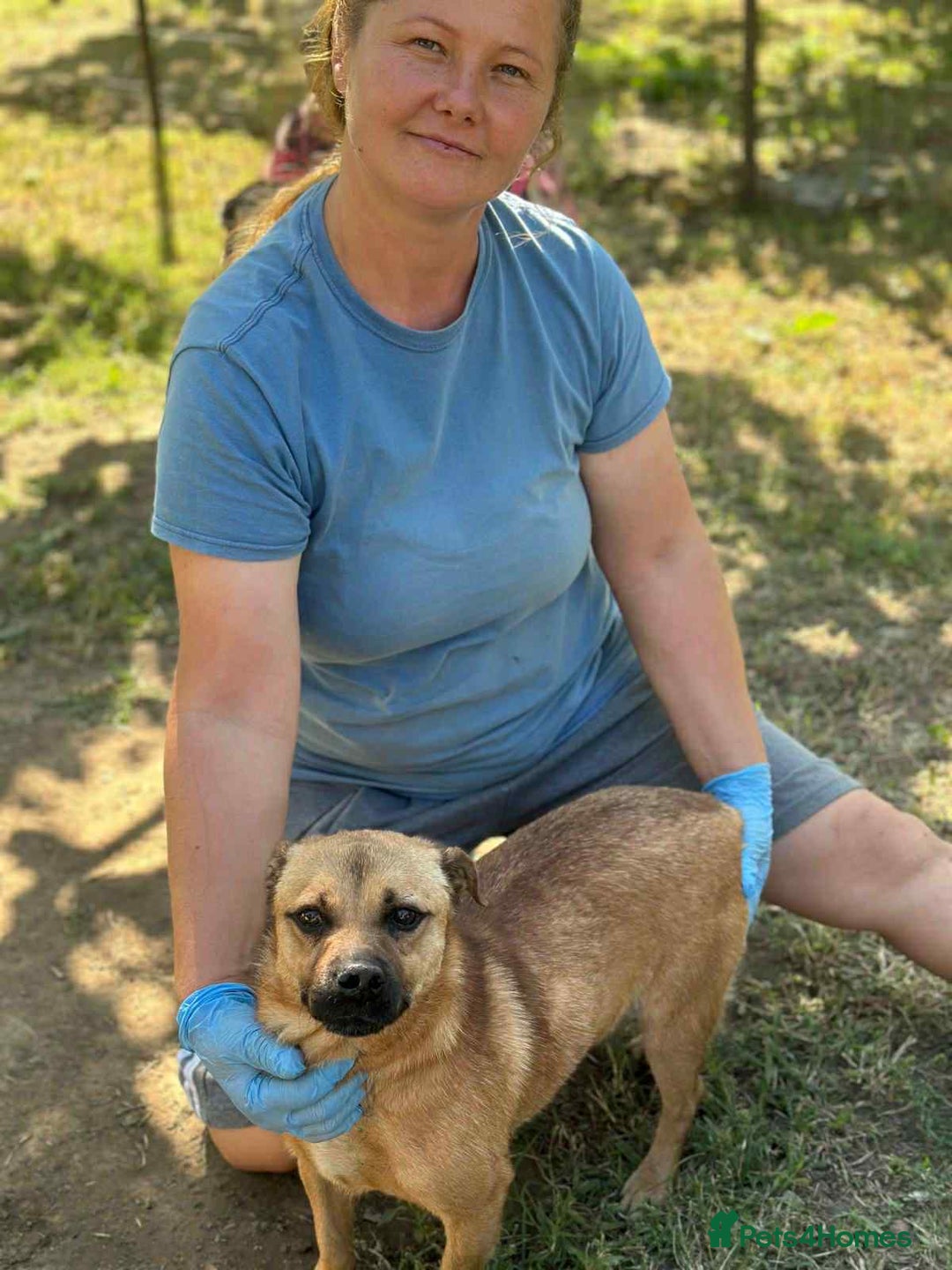 Mixed Breed dogs for adoption: 🐾 Duggie – a tiny boy with a big heart 💛 - Advert 3