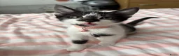 Mixed Breed cats for sale: 2 Male and 2Female kittens  in Hayes - Advert 10