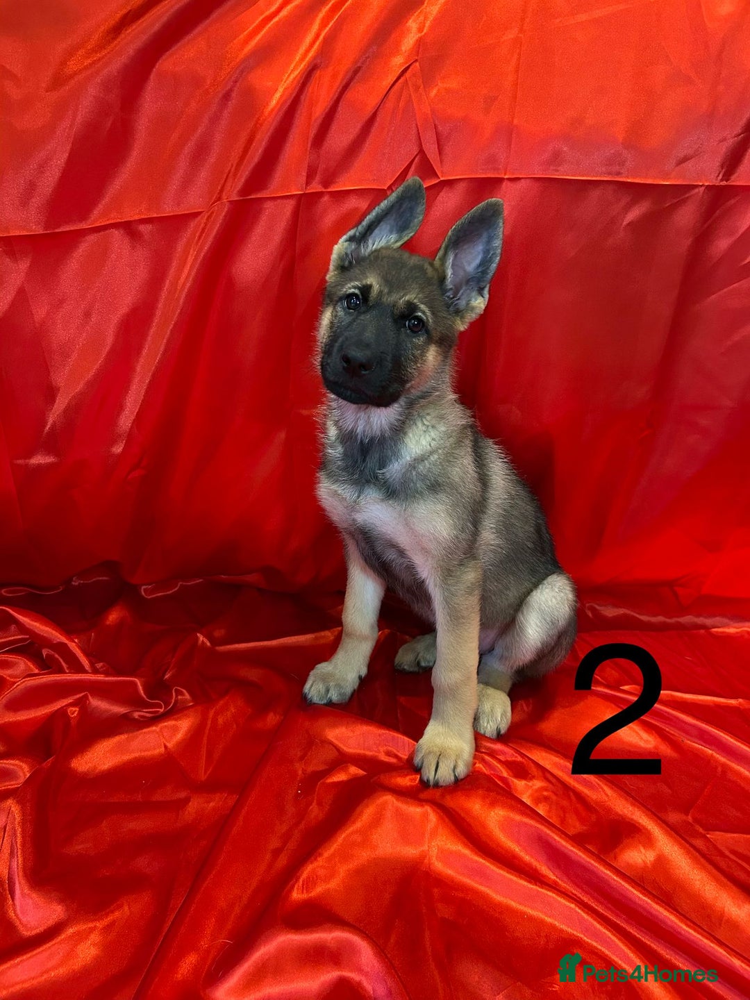 Mixed Breed dogs for sale: German Shepherd x Akita puppies - READY IN JANUARY - Advert 9