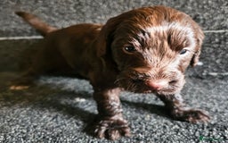 Cockapoo dogs for sale: Cockerpoo puppies F1  - Image 17