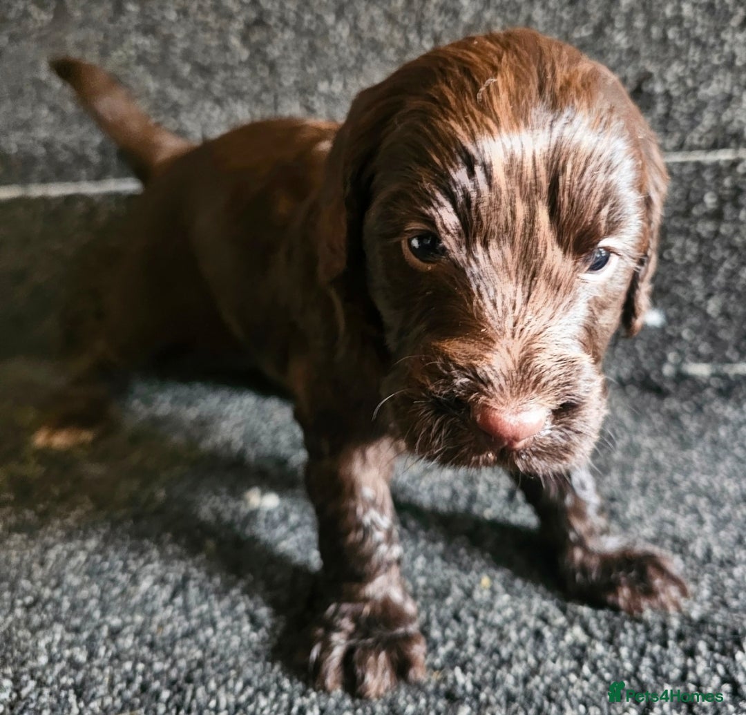 Cockapoo dogs for sale: Cockerpoo puppies F1  - Image 17