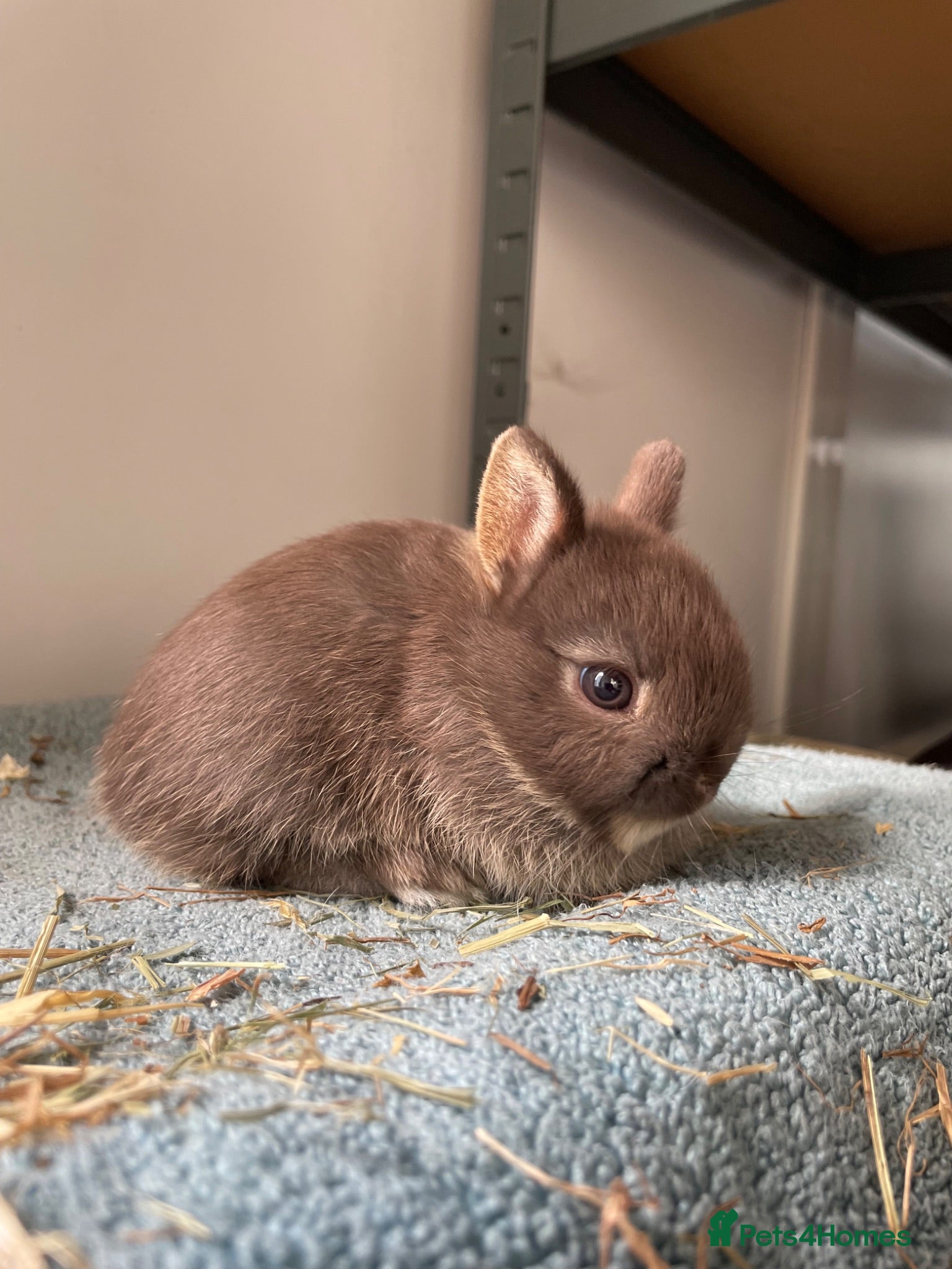 Netherland Dwarf rabbits Netherland Dwarf purebred Baby Rabbits - Advert 2