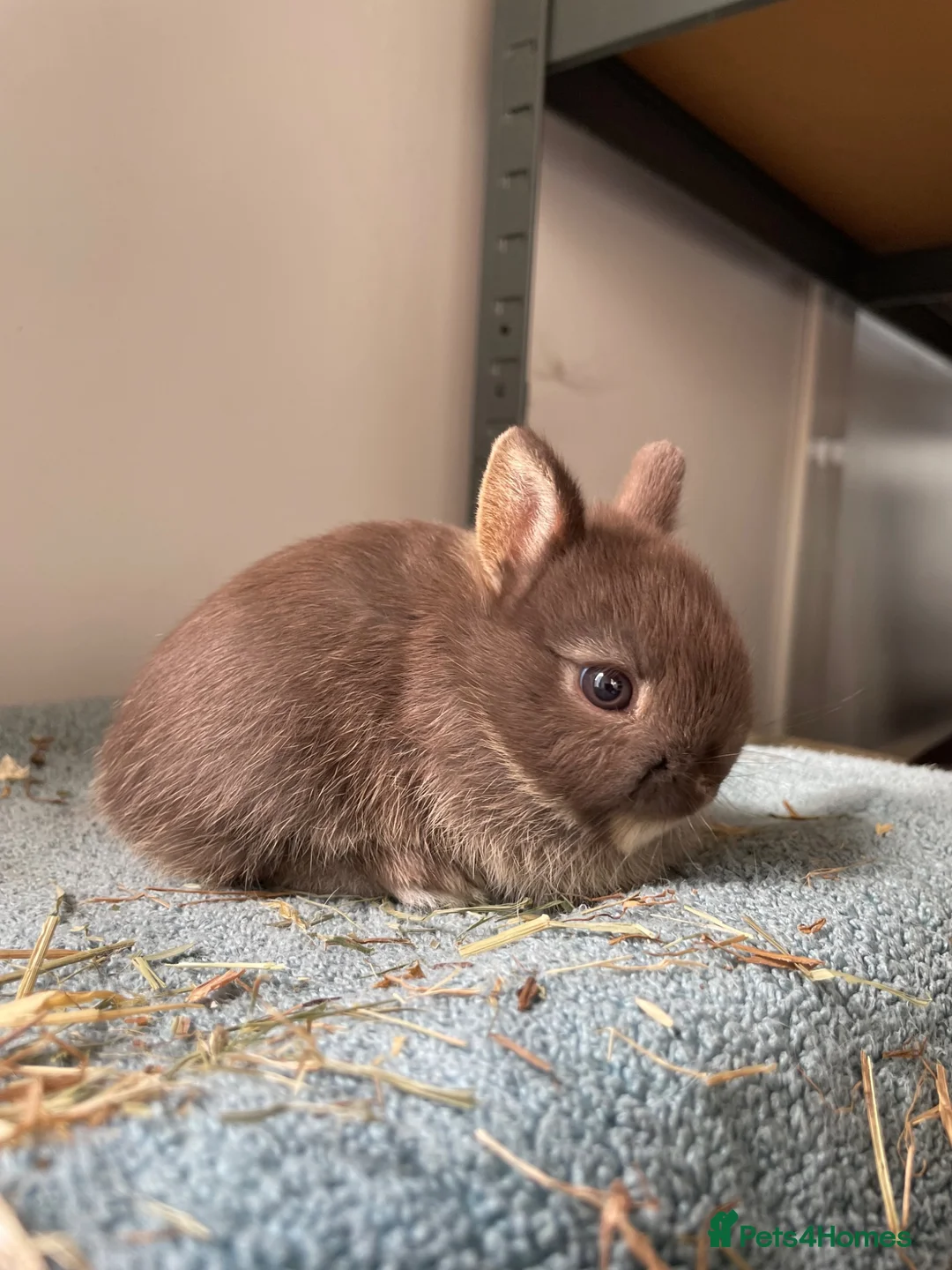 Netherland Dwarf rabbits for sale: Netherland Dwarf purebred Baby Rabbits in Aylesford - Advert 2