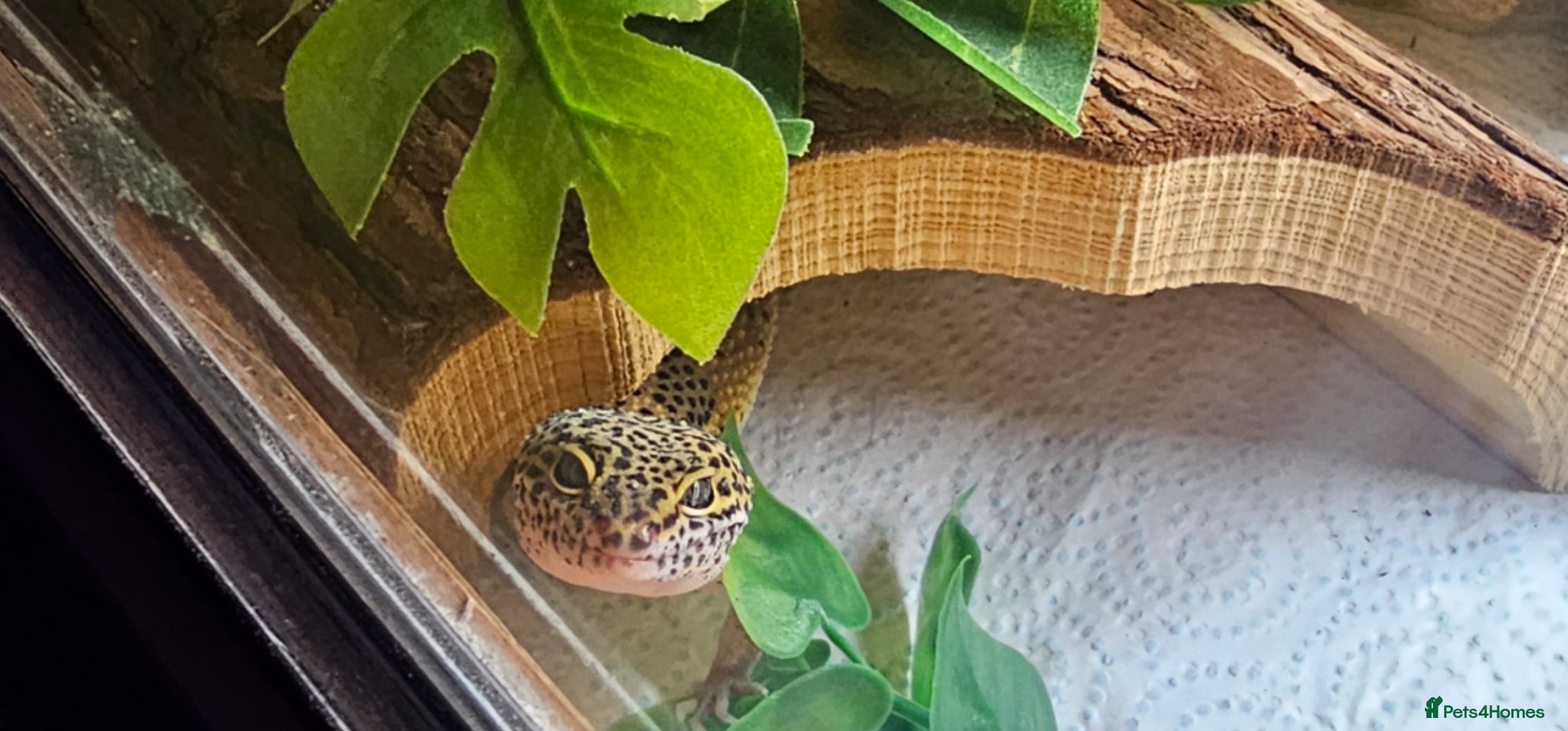 Leopard Gecko reptiles Leopard gecko full set up ready to go - Advert 2