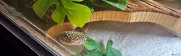 Leopard Gecko reptiles for sale: Leopard gecko full set up ready to go - Advert 1