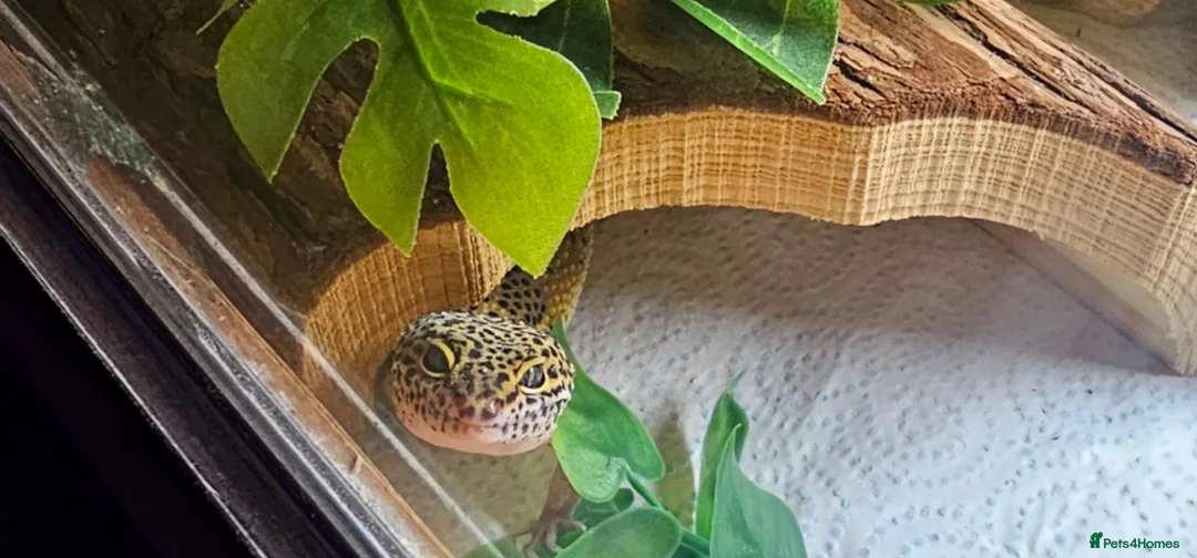 Leopard Gecko reptiles for sale: Leopard gecko full set up ready to go - Advert 1