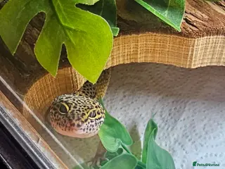 Leopard Gecko reptiles Leopard gecko full set up ready to go - Advert 2