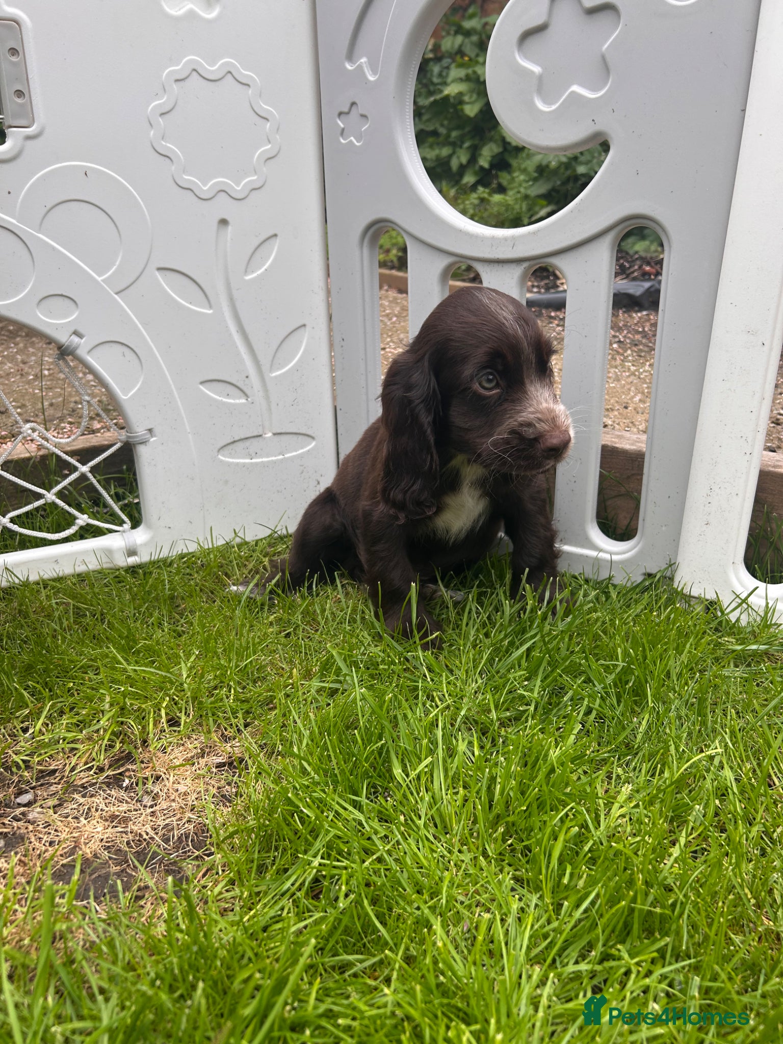 Cocker Spaniel dogs Show type cocker spaniel puppies  - Advert 1