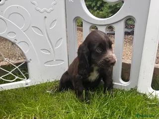 Cocker Spaniel dogs Show type cocker spaniel puppies - Advert 10