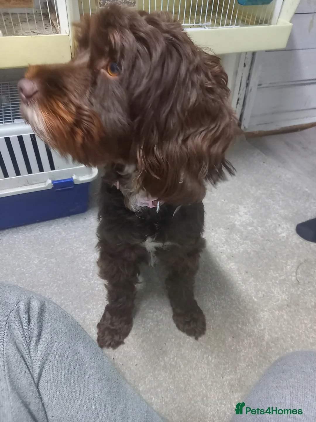 Cockapoo dogs for sale: 6 cockapoo puppies  - Advert 1