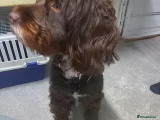 Cockapoo dogs 6 cockapoo puppies - Advert 17