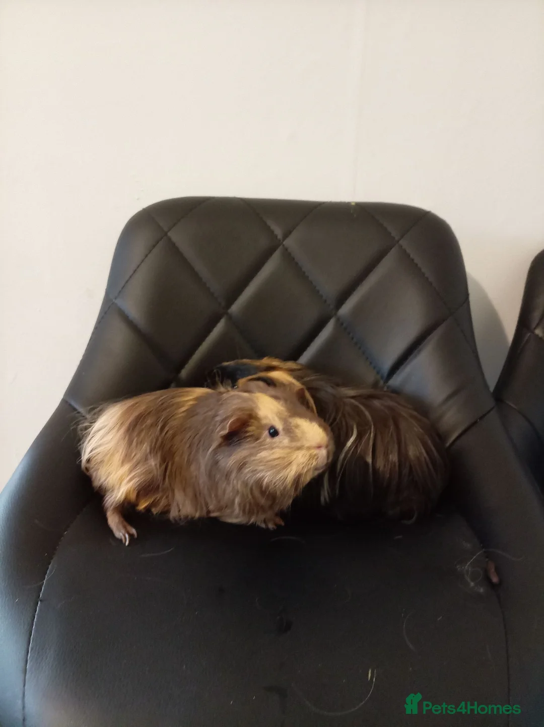 Mixed Breed rabbits for sale: Guinea pig in Warrington - Advert 2