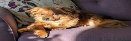 Mixed Breed dogs for adoption: Fabulous Freddy in Southampton - Advert 5