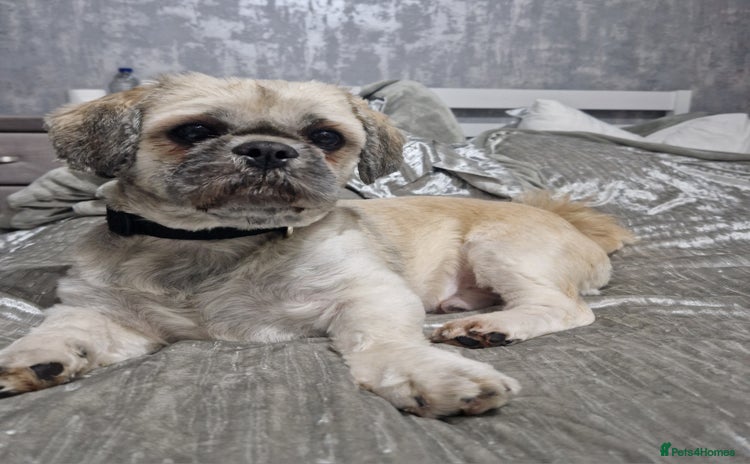 Shih Tzu dogs - Advert 3