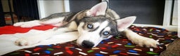 Siberian Husky dogs for stud: DANAMELI TITAN KING - Proven Health Tested Stud in Glasgow - Advert 21