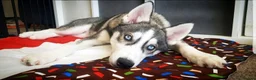 Siberian Husky dogs for stud: DANAMELI TITAN KING - Proven Health Tested Stud in Glasgow - Advert 21