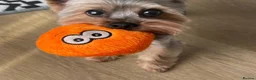 Yorkshire Terrier dogs for stud: Yorkshire Terier for stud  in Waltham Cross - Advert 4