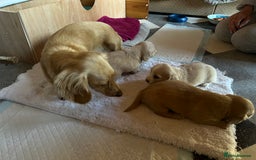 Dachshund dogs for sale:  Cream long haired miniature Dachshund - Image 4