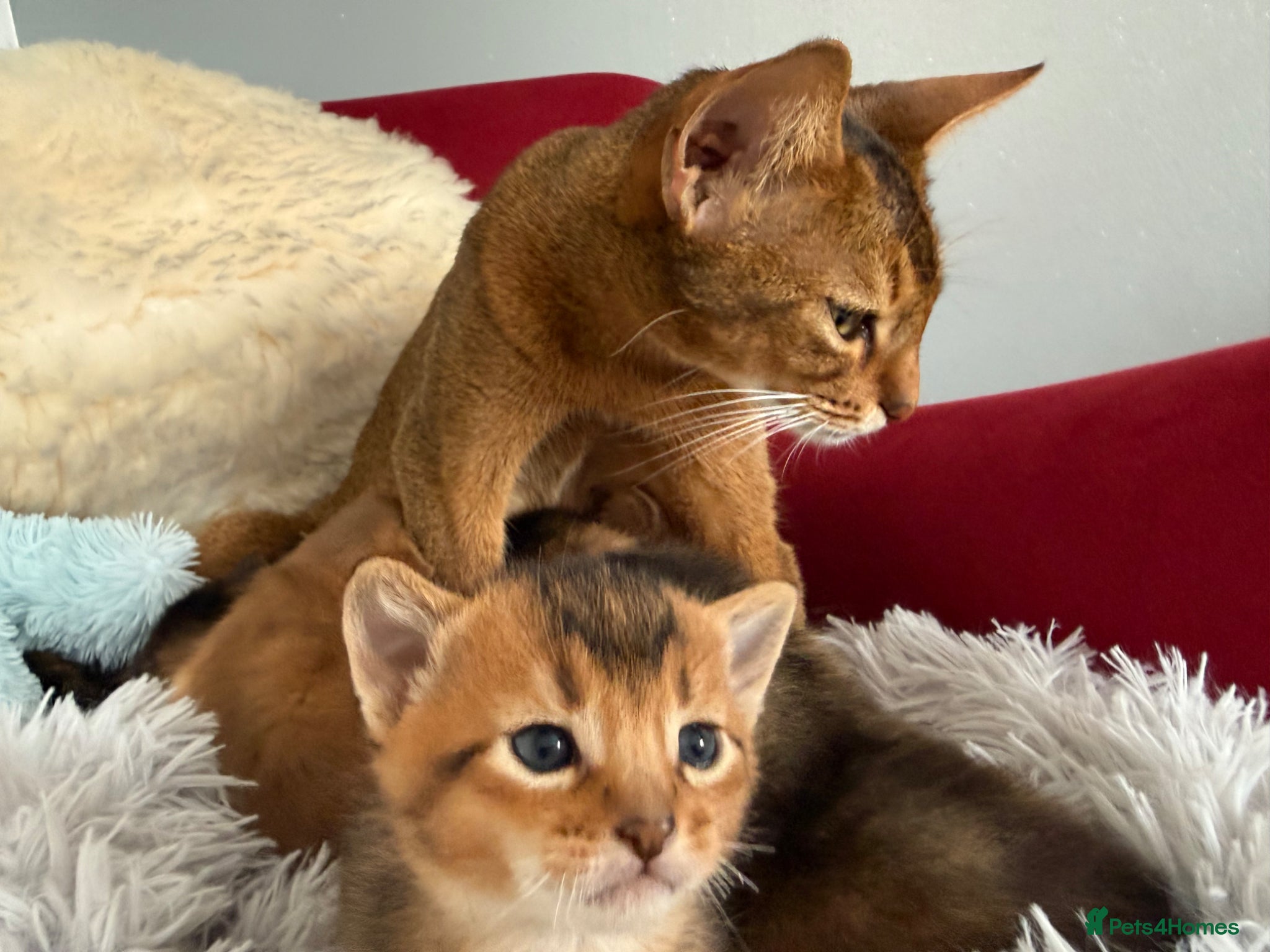 Abyssinian cats TICA reg Fawn and Ruddy Aby boys - Advert 1