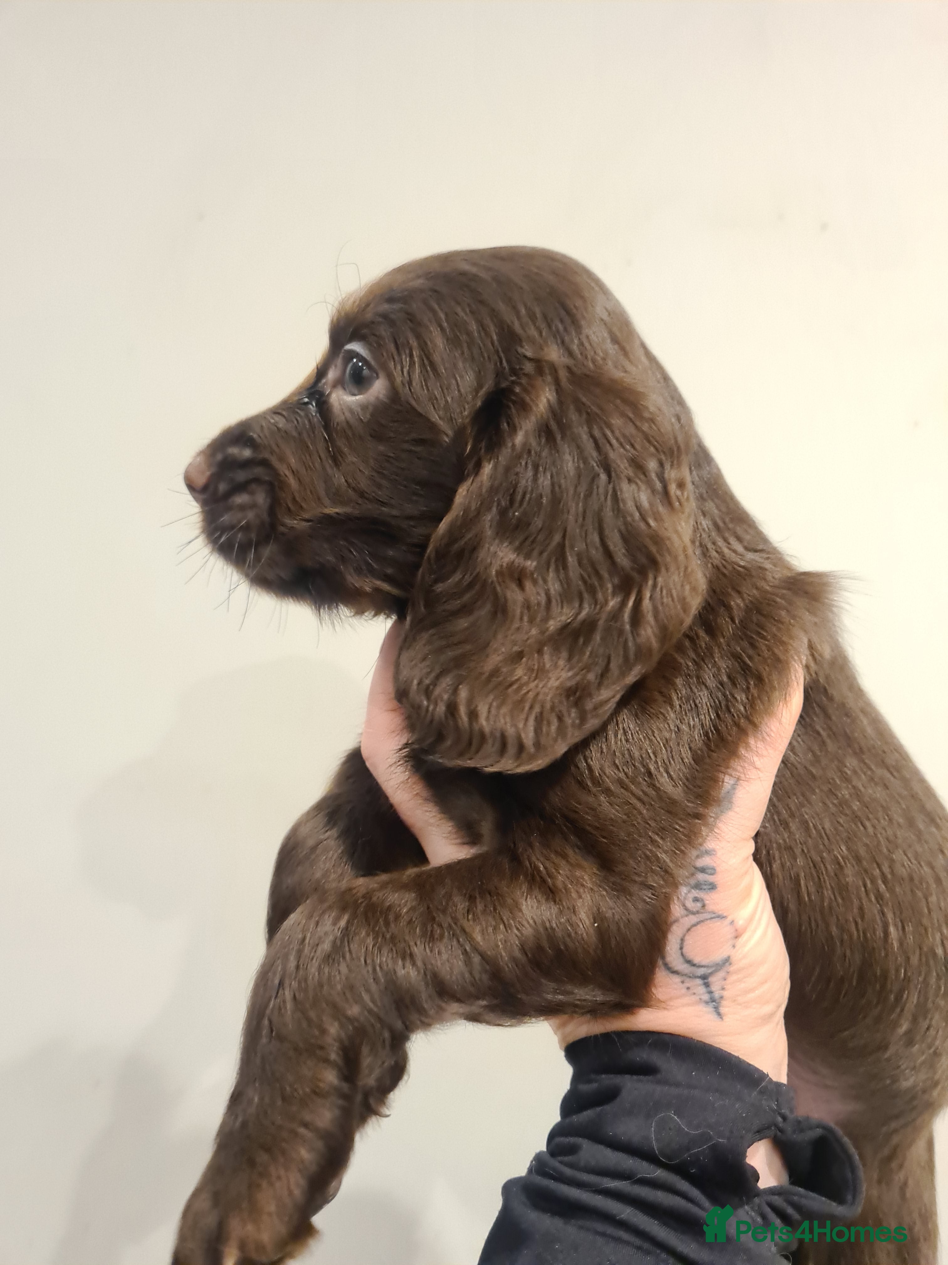 Cocker Spaniel dogs Working cocker spaniel puppies  - Advert 14