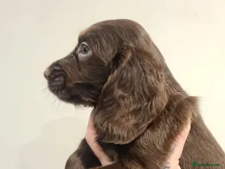 Cocker Spaniel dogs Working cocker spaniel puppies - Advert 14