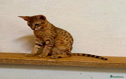 Savannah cats for sale: Cinnamon F4  savannah female & male kittens, TICA  in Spalding - Image 11