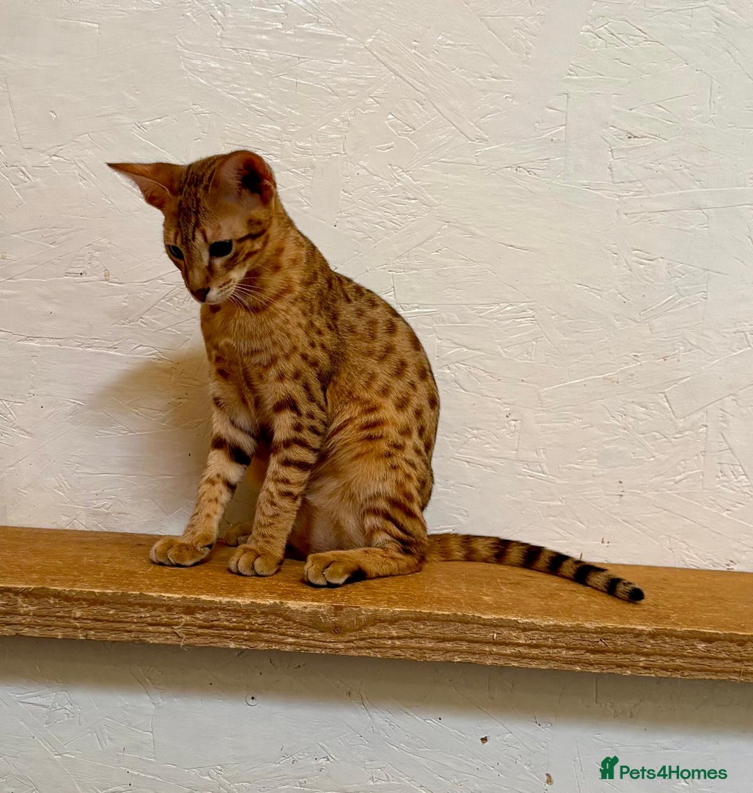 Savannah cats for sale: Cinnamon F4  savannah female & male kittens, TICA  in Spalding - Image 11