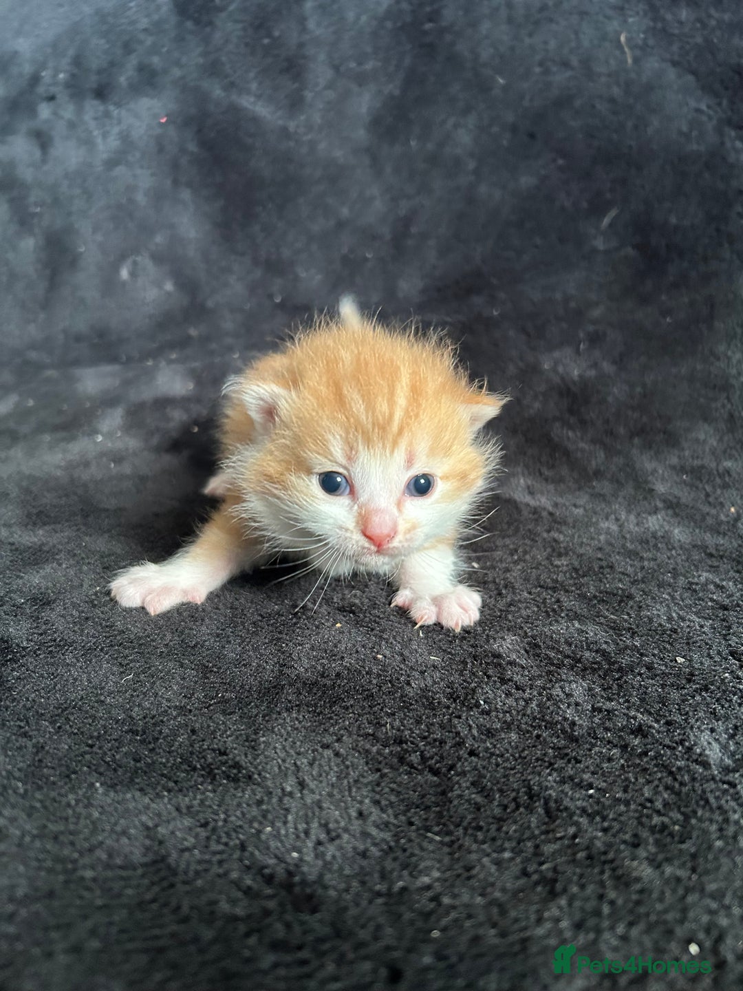 Mixed Breed cats for sale: Adorable Christmas ready kittens 🎅🏼🎄🎁 - Advert 8