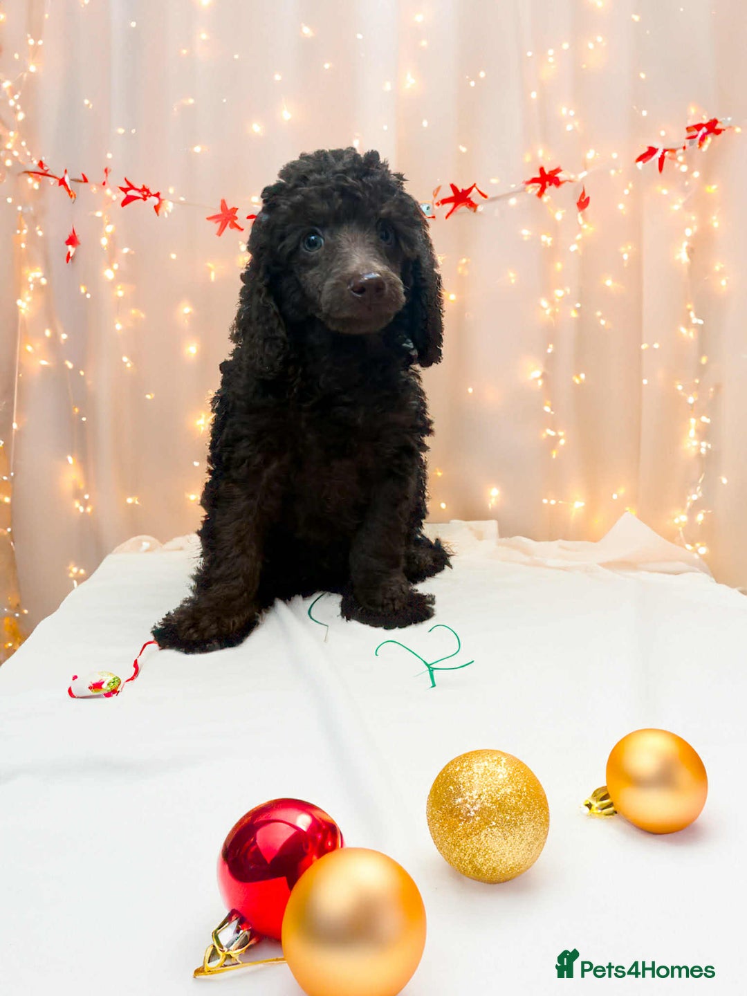 Miniature Poodle dogs for sale: Beautiful Miniature Poodle pups  - Advert 1
