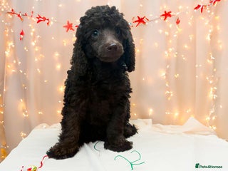 Miniature Poodle dogs Beautiful Miniature Poodle pups - Advert 15