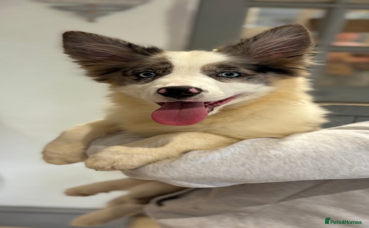 Border Collie dogs - Advert 6