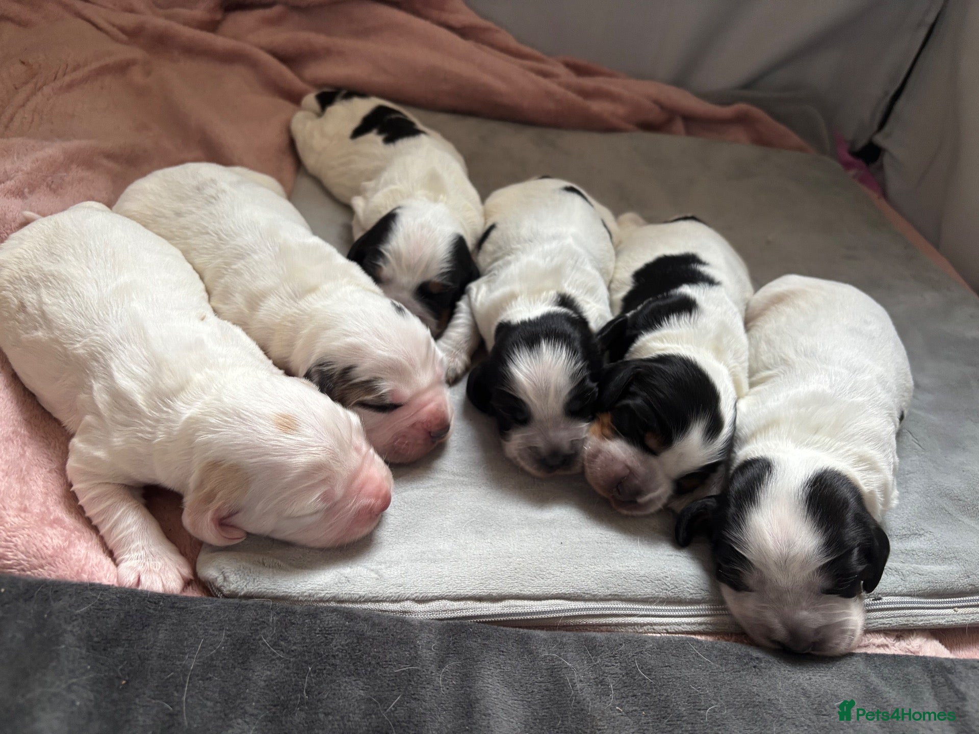 Sprocker dogs 6  beautiful sprocker cross puppy’s for sale - Advert 5