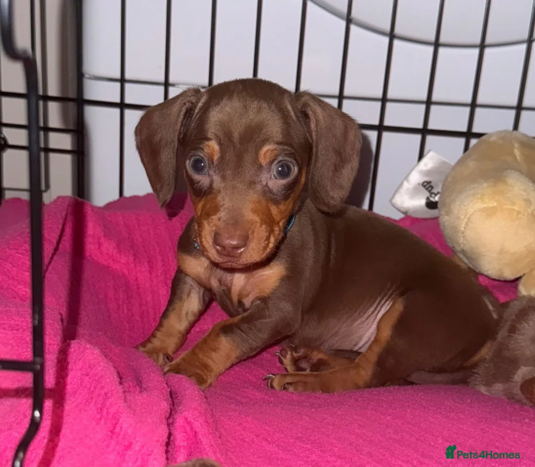 Dachshund dogs for sale: True To Type Miniture Dachshund Puppies  - Advert 1