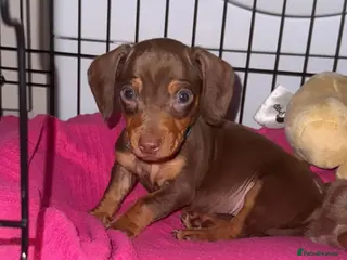 Dachshund dogs True To Type Miniture Dachshund Puppies - Advert 1