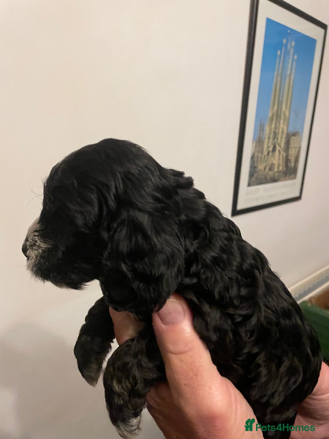 Cockapoo dogs for sale: Cockapoo puppies - Image 11