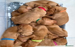 Hungarian Vizsla dogs for sale: Hungarian Vizsla Puppies  - Image 9