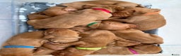 Hungarian Vizsla dogs for sale: Hungarian Vizsla Puppies  - Advert 19