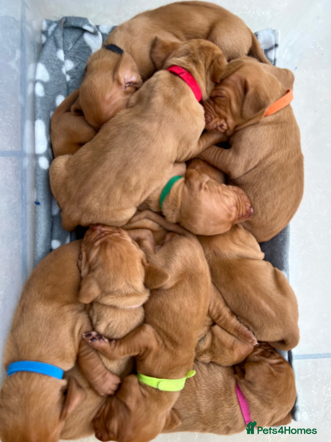 Hungarian Vizsla dogs for sale: Hungarian Vizsla Puppies  - Image 9