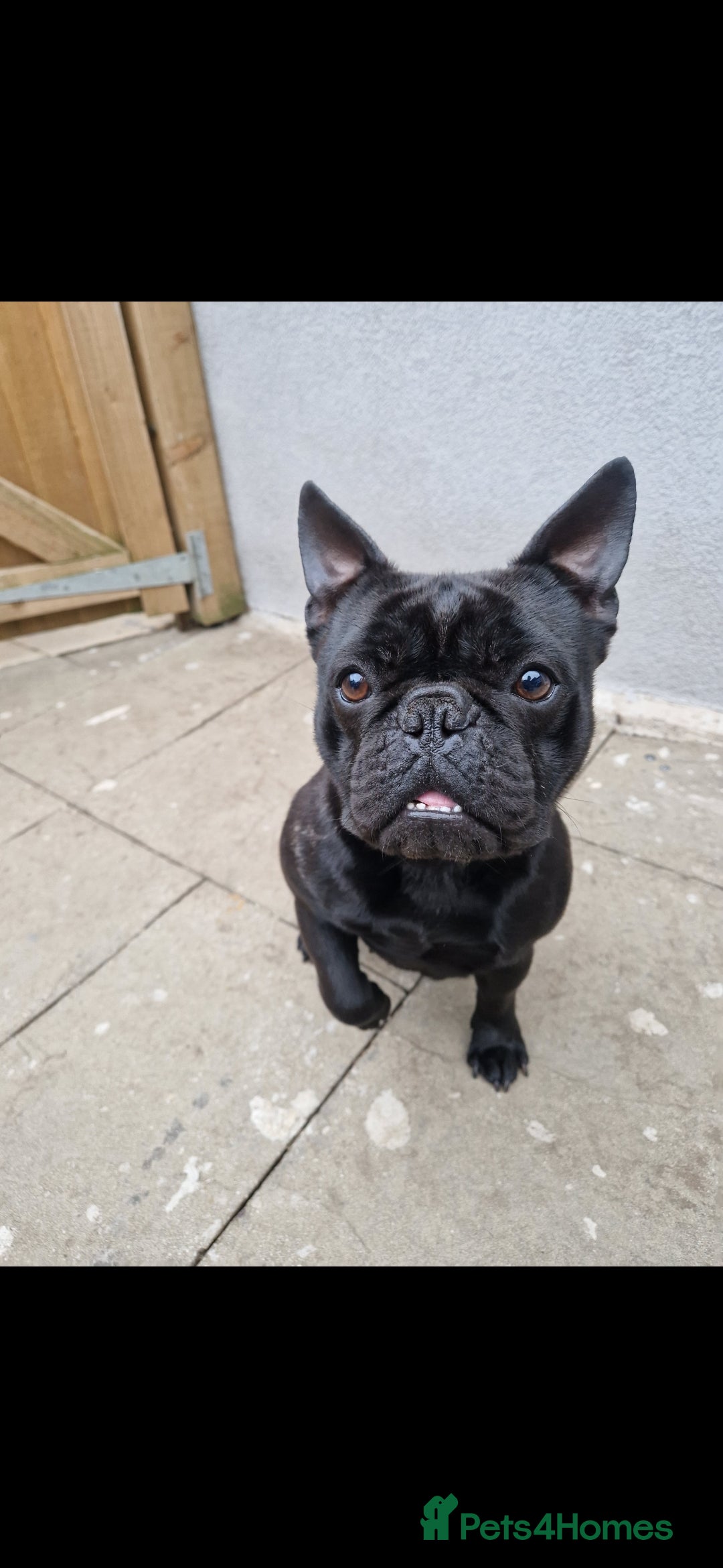 French Bulldog dogs Lovely French Bulldog  in Pontefract - Advert 1