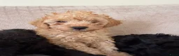 Toy Poodle dogs for sale: **REDUCED••Beautiful Toy Poodle Puppies - Advert 7