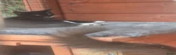 Domestic Shorthair cats for sale: Kittens looking for forever home - Advert 6