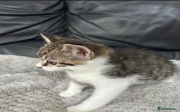 Mixed Breed cats for sale: Adorable Non-Pedigree Kittens – Litter Trained  - Image 5