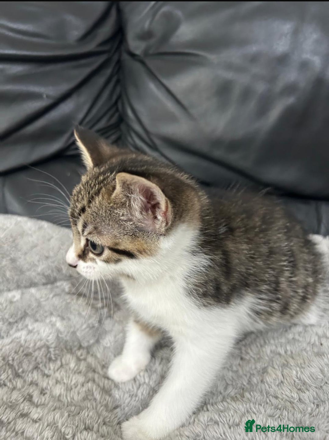 Mixed Breed cats for sale: Adorable Non-Pedigree Kittens – Litter Trained  - Image 5