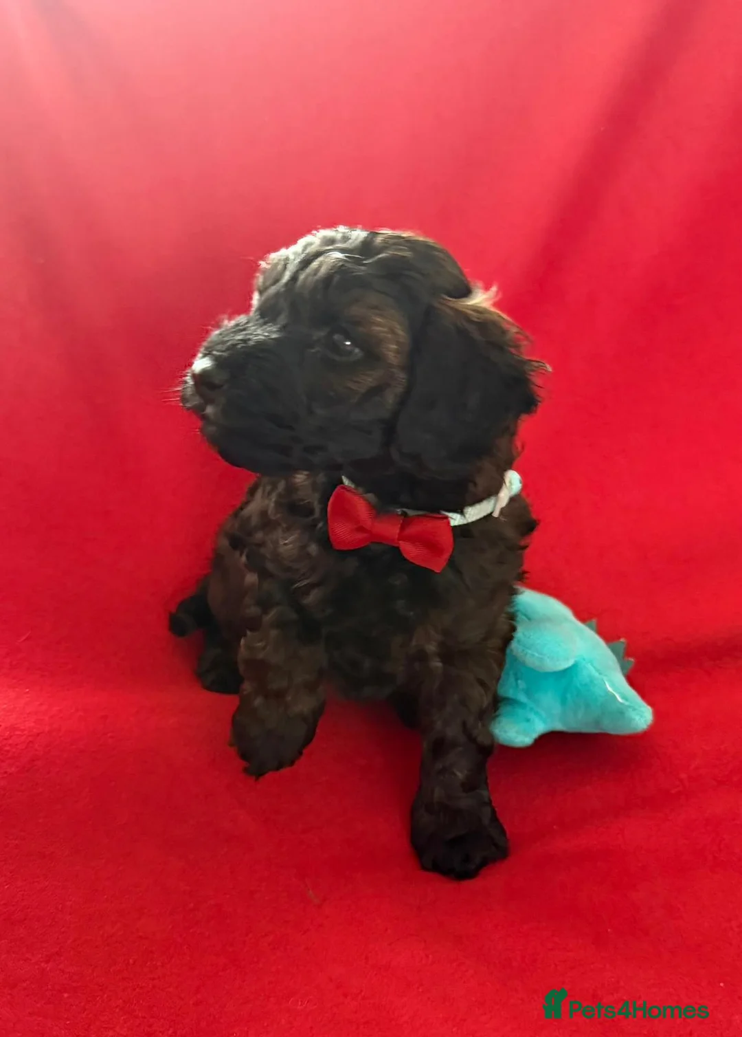 Schnoodle dogs for sale: Black/brown male Schnoodle pups for sale. - Advert 2