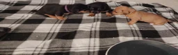 Jackshund dogs for sale: Jackhounds - Advert 17