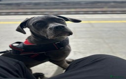 Cane Corso dogs for sale: Nellie 11 month old cane corso  - Image 5