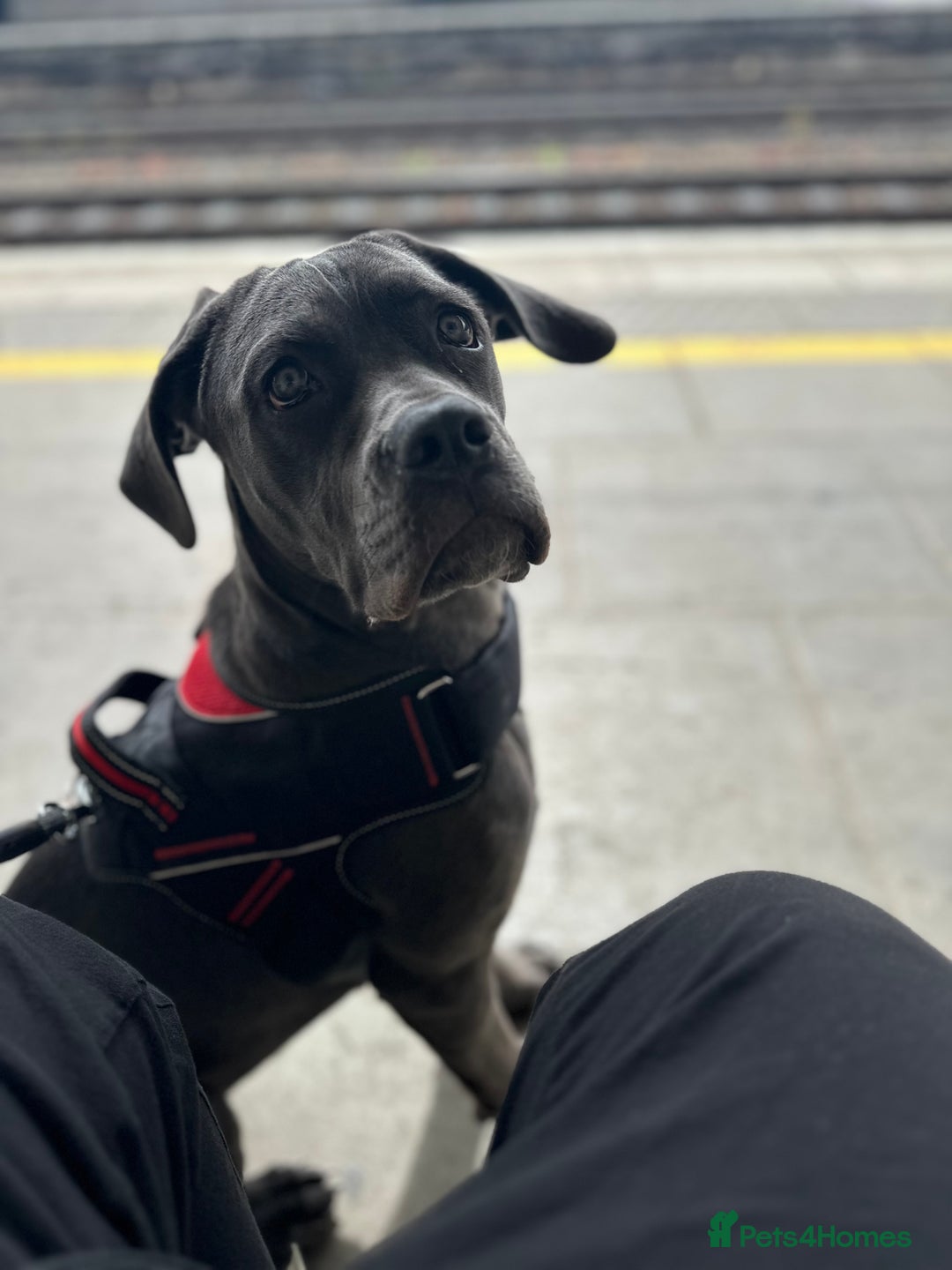 Cane Corso dogs for sale: Nellie 11 month old cane corso  - Image 5