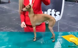 Italian Greyhound dogs for stud: MR MILO AT STUD ( HEALTH TESTED ) in Batley - Image 1
