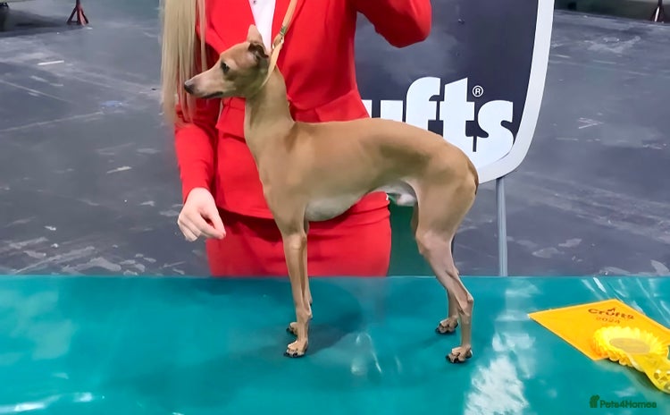 Italian Greyhound dogs in Batley - Advert 6